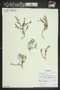 Penstemon caespitosus subsp. caespitosus image