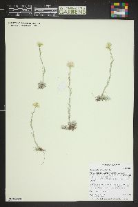 Antennaria microphylla image