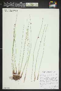 Juncus balticus subsp. balticus image