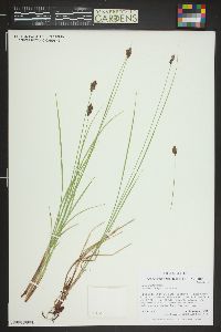 Carex simulata image