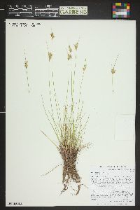 Juncus interior image