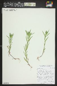 Collomia linearis image