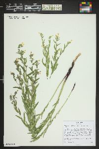 Lithospermum multiflorum image