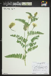 Glycyrrhiza lepidota image