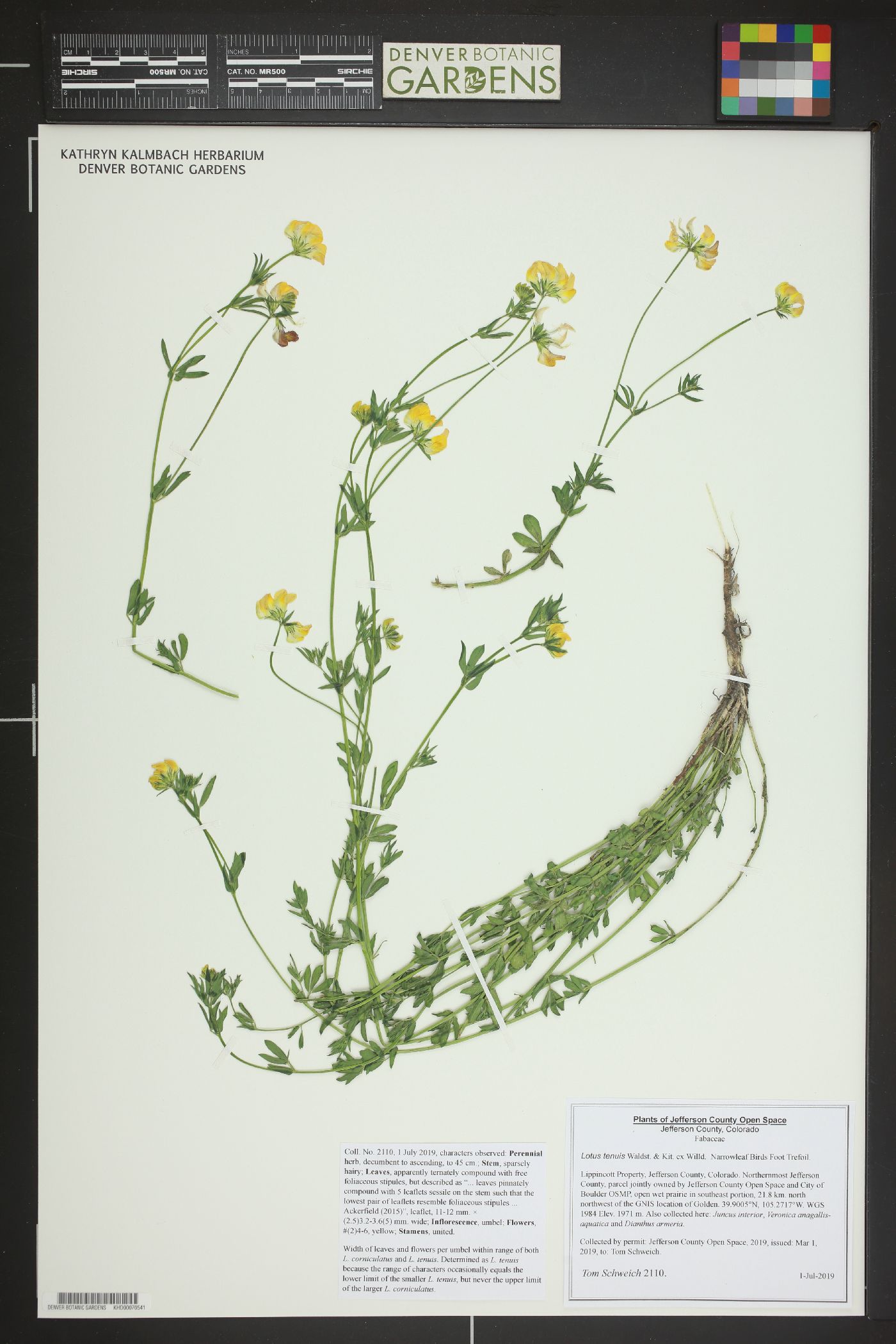 Lotus tenuis image