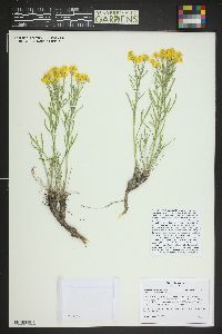 Hymenoxys richardsonii var. floribunda image