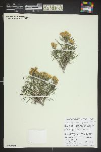 Oonopsis engelmannii image