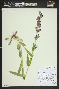 Penstemon strictus image