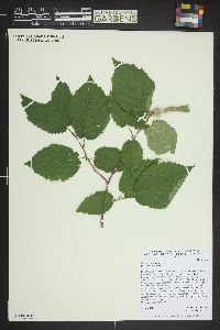 Corylus cornuta image