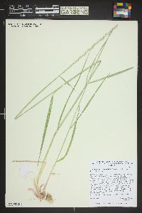 Thinopyrum intermedium image