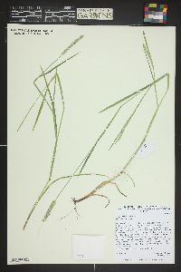 Alopecurus aequalis image