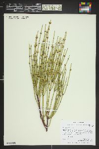 Ephedra viridis image