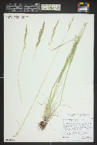 Poa secunda subsp. juncifolia image