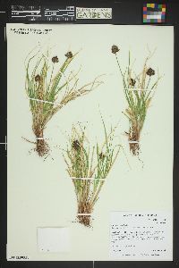 Carex ebenea image