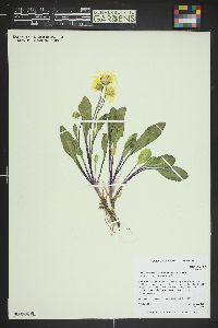 Senecio amplectens var. holmii image