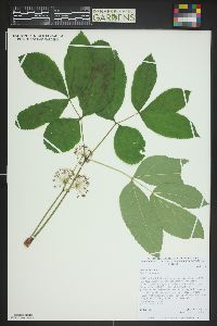 Aralia nudicaulis image