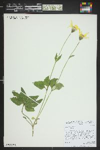 Arnica cordifolia image