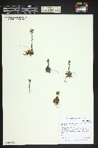 Saxifraga flagellaris image
