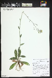 Hieracium albiflorum image