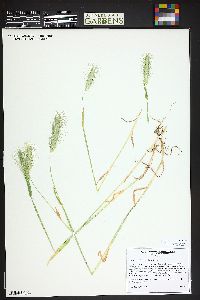 Hordeum murinum image