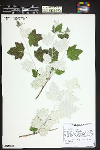 Populus alba image