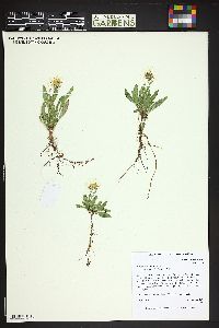 Erigeron coulteri image