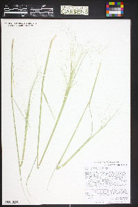 Hesperostipa comata image