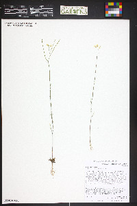 Sisymbrium altissimum image