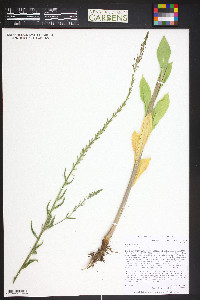 Oenothera curtiflora image