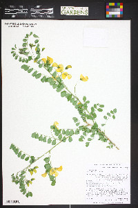 Colutea arborescens image
