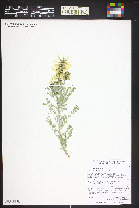 Astragalus drummondii image