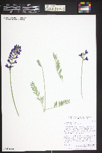 Oxytropis lambertii image