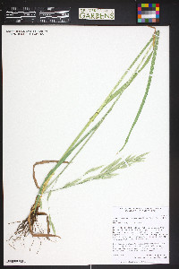 Bromus marginatus image