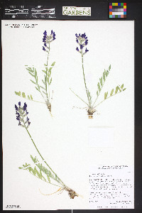 Oxytropis lambertii image