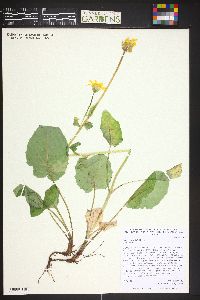 Arnica cordifolia image