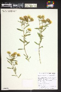 Rayjacksonia annua image