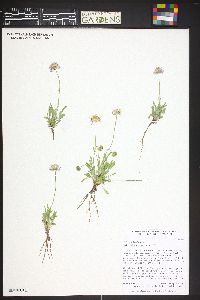 Erigeron flagellaris image