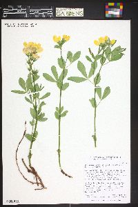 Thermopsis rhombifolia image