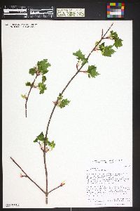 Acer glabrum image