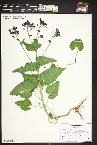 Lunaria annua image