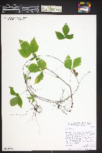 Fragaria vesca image