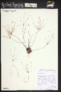 Androsace septentrionalis image