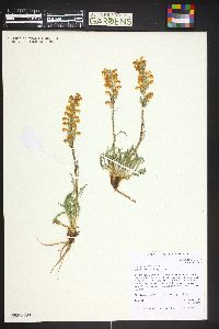 Pedicularis parryi image