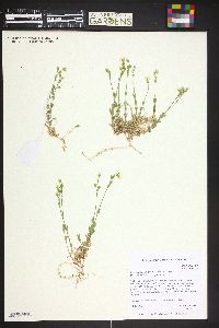 Cerastium beeringianum image