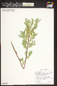 Salix planifolia image