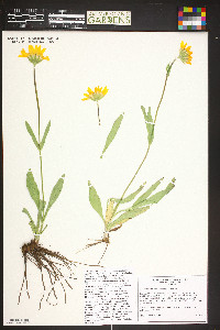 Arnica fulgens image