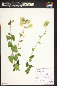 Brickellia grandiflora image