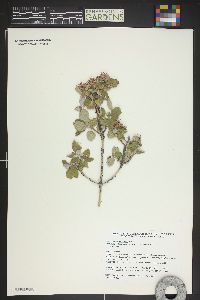 Cercocarpus montanus image