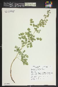 Thalictrum fendleri image