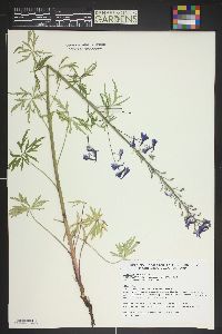 Delphinium ramosum image